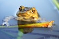 <br><br>Nom anglais : Common toad
<br>La tête du Crapaud commun est large, le museau arrondi...
<br><br>Photo réalisée en France, dans l'Allier (Auvergne)
<br><br> Crapaud commun
Bufo bufo
Common toad
Auvergne
Allier
tête
museau 